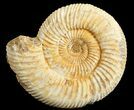 Perisphinctes Ammonite - Jurassic #68206-1